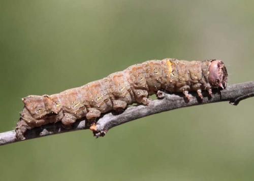 Allophyes alfaroi