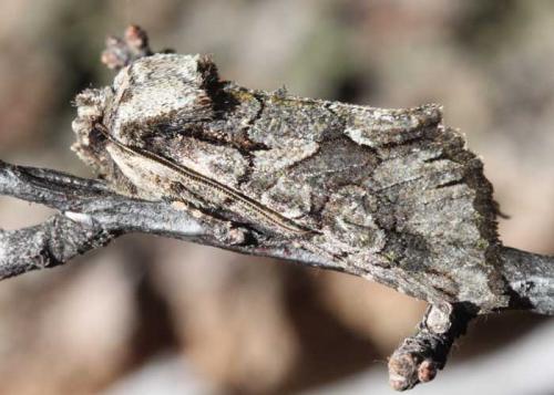 Allophyes alfaroi