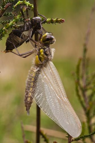 Libellula quadrimaculata
