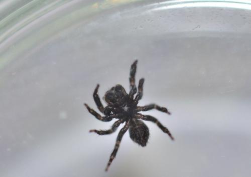 Pseudeuophrys erratica