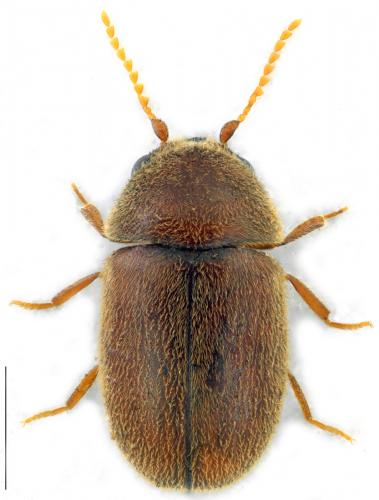 Lasioderma serricorne