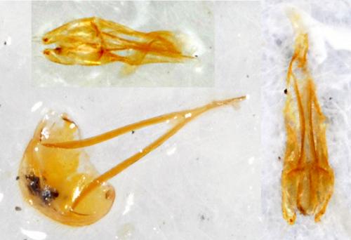 Lasioderma serricorne