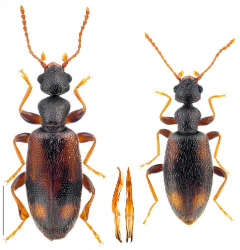 Réf. 100 000 : Cordicomus instabilis