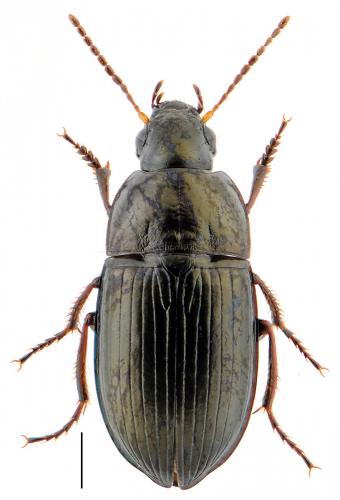 Réf. 100 929 : Amara curta