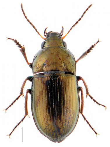Amara schimperi