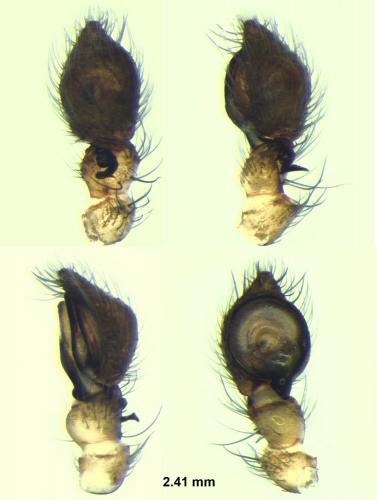 Réf. 100 116 : Lathys stigmatisata
