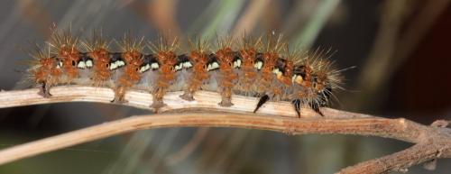 Euplagia quadripunctaria
