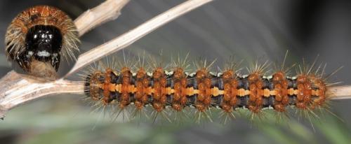 Euplagia quadripunctaria