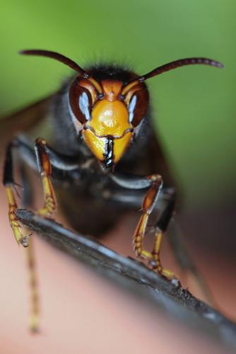 Vespa velutina