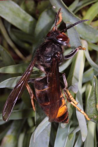 Vespa velutina