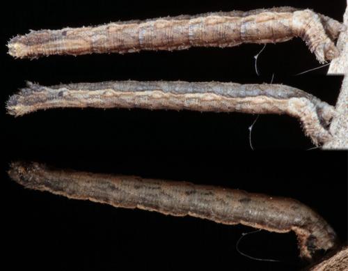 Peribatodes rhomboidaria