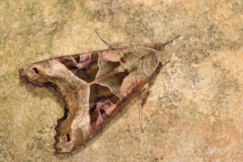 Réf. 100 523 : Phlogophora meticulosa