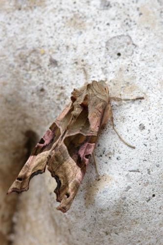 Phlogophora meticulosa