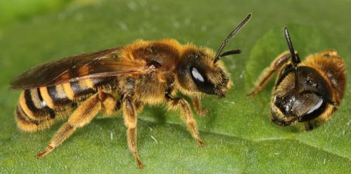 Réf. 100 700 : Halictus scabiosae