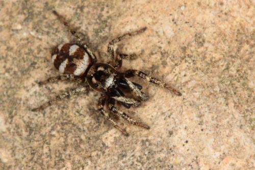Réf. 100 719 : Salticus scenicus