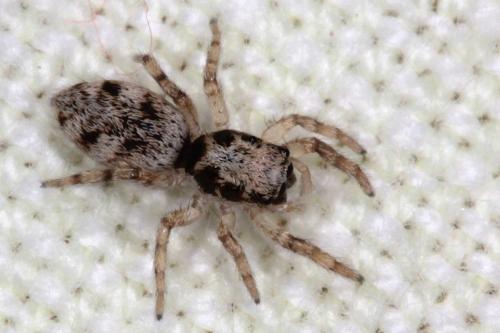 Salticus mutabilis