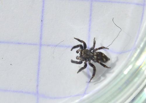 Pseudeuophrys erratica