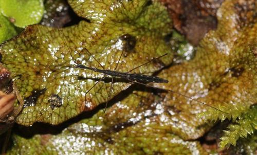 Hydrometra stagnorum