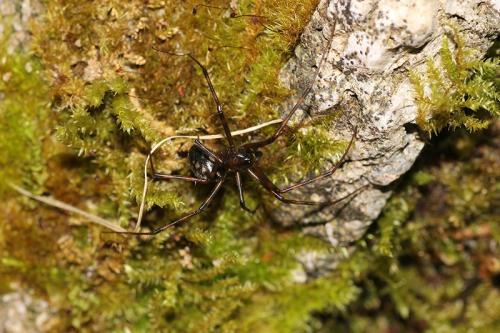 Pimoa rupicola