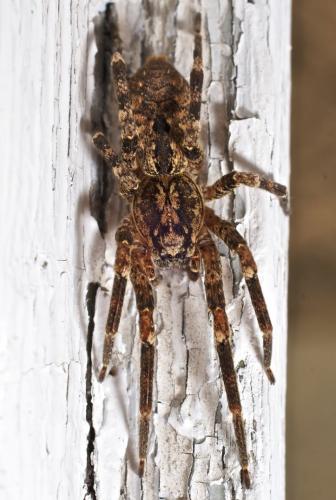 Zoropsis spinimana