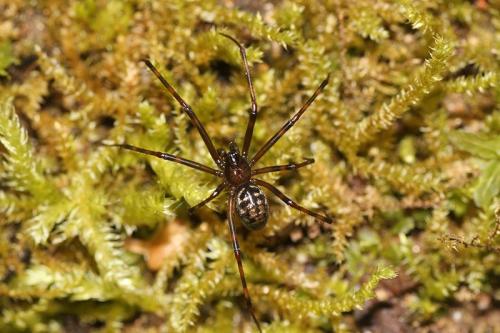 Pimoa rupicola