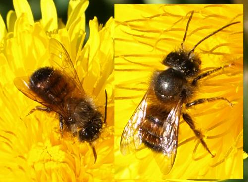 Réf. 100 129 : Osmia bicornis