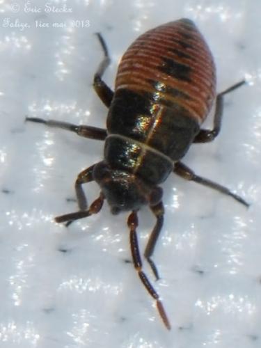 Réf. 100 100 : Heterocordylus tibialis