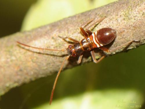 Réf. 100 103 : Miris striatus