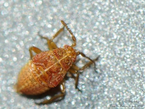 Harpocera thoracica