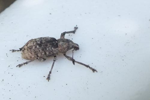 Liophloeus tessulatus