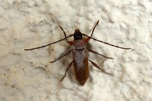 Phymatodes testaceus