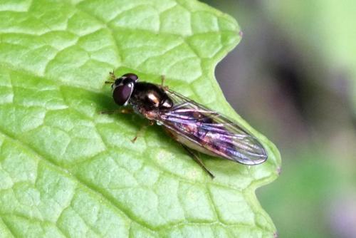 Réf. 100 509 : Melanostoma scalare