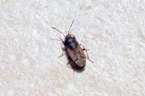 Megalonotus sp.