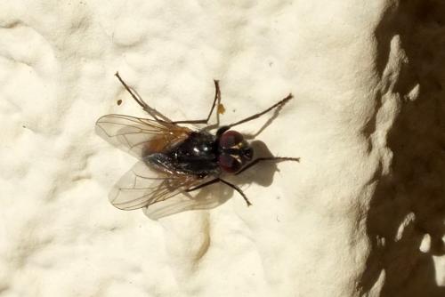 Réf. 100 904 : Musca sp.
