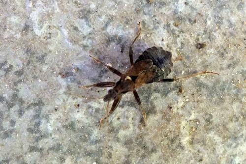 Himacerus apterus