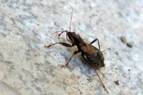 Himacerus apterus