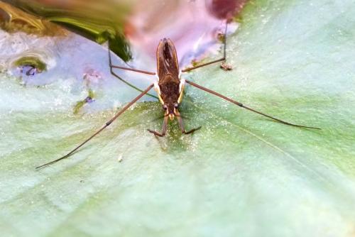 Gerris sp.
