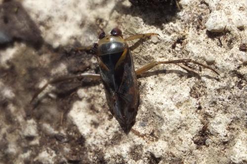 Notonecta meridionalis