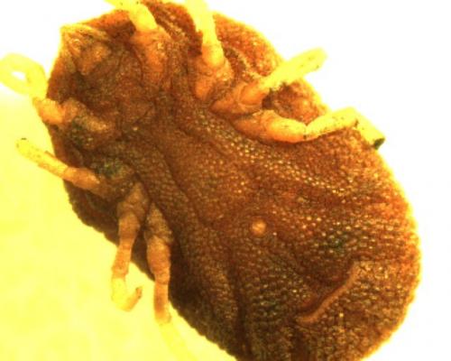 Ornithodoros tholozani