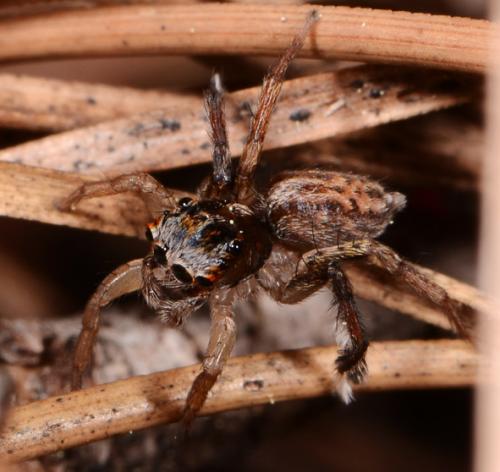 Saitis tauricus