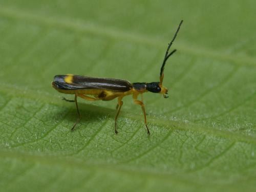 Malthinus pseudobiguttatus