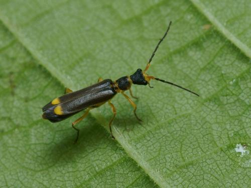 Réf. 100 131 : Malthinus pseudobiguttatus