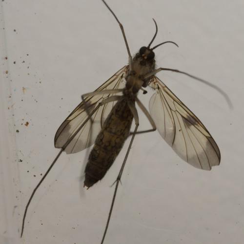 Réf. 100 314 : Cerotelion striatum