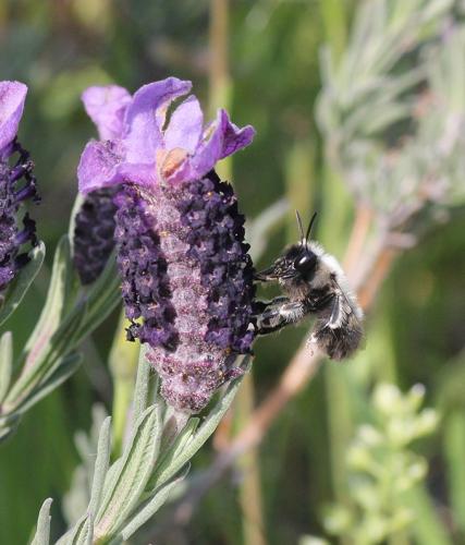 Anthophora atriceps