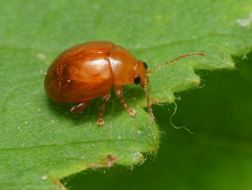 Réf. 100 336 : Sphaeroderma testaceum