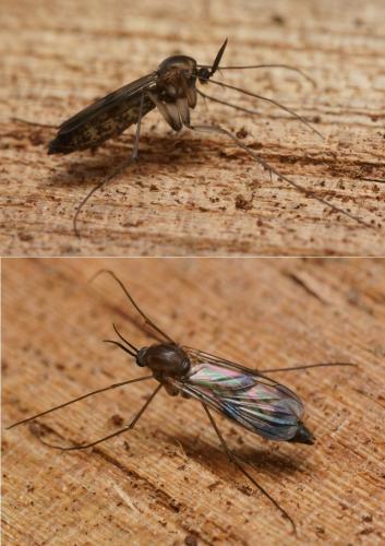 Réf. 100 312 : Cerotelion striatum