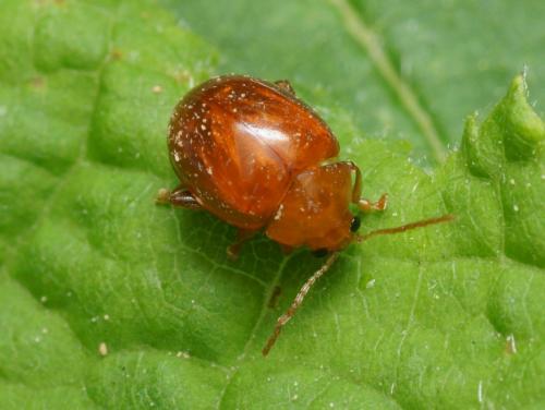 Réf. 100 335 : Sphaeroderma testaceum