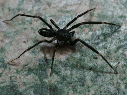 Liophrurillus flavitarsis