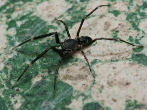 Liophrurillus flavitarsis