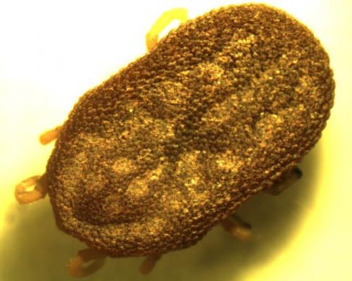 Ornithodoros tholozani
